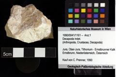 Foto (Objket + Etiketten) von Decapoda indet. 